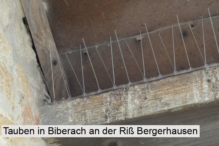 Tauben in Biberach an der Riß Bergerhausen